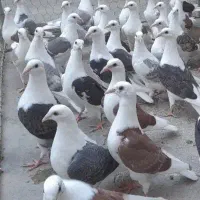 دوکت نامور