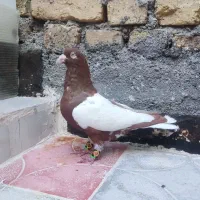 کفتر ابلغ افغانی