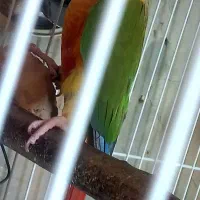 طوطی گرینچک بالغ وجوجه. وجوجه قناری رد فاکتور
