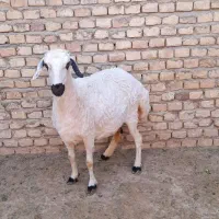 فروش میش جوان