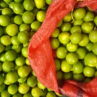 فروش لیمو آبدار خانگی اورگانیک