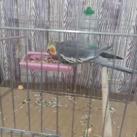 عروس هلندی نر