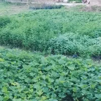 نهال تازه بادمجان و گوجه...