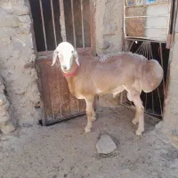 شیشک چینی به شرط