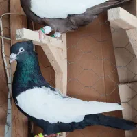 کفتر سینه ۴عدد نر هوویی روهم
