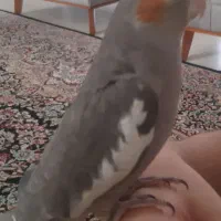 عروس هلندی