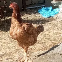 مرغ لاری|حیوانات مزرعه|چناران, |دیوار