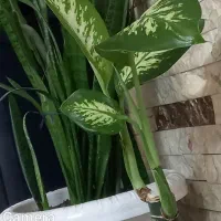 یک عدد گل دیفن
