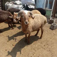 بره نر کم دنبه گوسفند