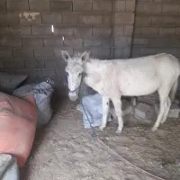 خر الاغ