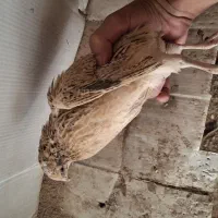 ۲۵ عدد بلدرچین ماده(توضیحات خونده بشه)