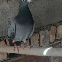 پلاکی