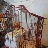 عروس هلندی جفت