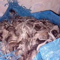 پشم گوسفندی فوق اعلا