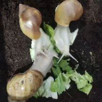 حلزون آچاتینا