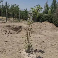 باغچه در شهاب شهر