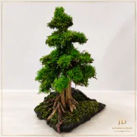 گل و گیاه جاودان رومیزی،طبیعی بدون نیاز به نگهداری