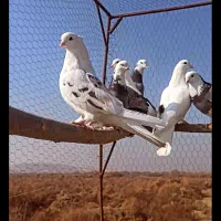 کبوتر|پرنده|نوشین شهر, |دیوار