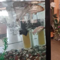 اکواریوم.مارک.دار.با کل وسیلهاش.و ماهی