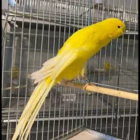 قناری رسمی بلند