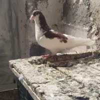 کبوتر