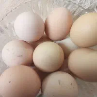 تخم مرغ محلی