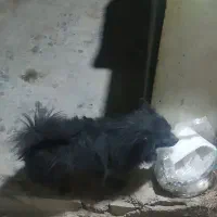 سگ پاکوتاه پامر اشپیز