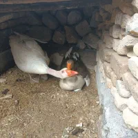 یه جفت غاز تخم تخم گذار