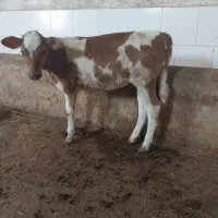 گوساله ماده