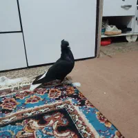 شیبان|پرنده|باوی, |دیوار