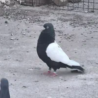 سینه سیاه نر