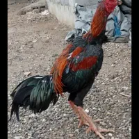 مرغ