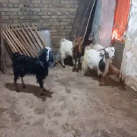 بزغاله نر