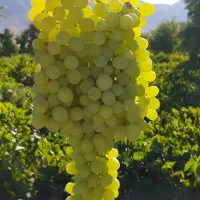 باغ انگور در ارجنک