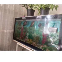 اکواریوم و ماهی اسکار