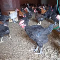 جوجه خروس محلی