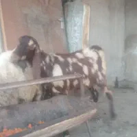 ۲عددبز خوب آبستن نزدیک زا