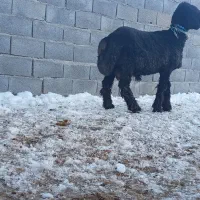 بره قوچ نرمیش