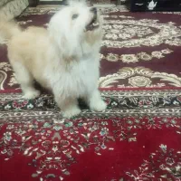 واگذاری سگ بسیارمودب