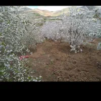 باغ گیلاس وآلبالو نمونه