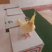 عروس هلندی جوجه