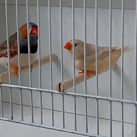 پرنده فنچ زبرا جفت و جوجه و نر تک ، فنج
