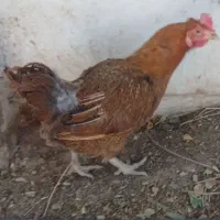 دوعددمرغ جوان تخم گذار