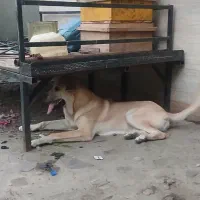 توله سرابی اصیل
