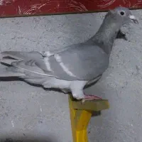 الماسی ماده