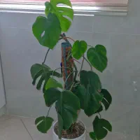 برگ انجیری مانسترا
