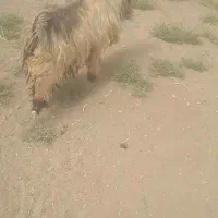 پازن داشتی سه ساله