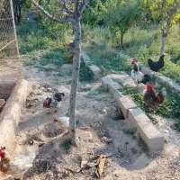 مرغ وخروس نژاددارمحلی تخم گذارتخم(رسمی)