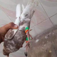 کفتر|پرنده|کارون, |دیوار
