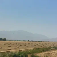 خوراک دام(بسته بندی)
